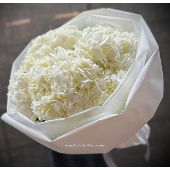Цветы Белая гортензия "Лёд"